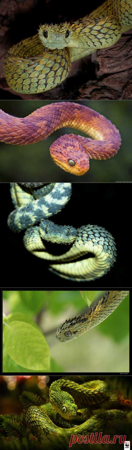 masterok: Африканский дракончик (Atheris)

ДРЕВЕ́СНЫЕ ГАДЮ́КИ (Atheris), род высших змей семейства гадюковых змей; включает несколько видов, распространенных в лесах Центральной Африки от Гвинеи до Уганды и к югу до Замбии. Они ведут древесный образ жизни, что отразилось в строении этих змей. У них стройное и ловкое тело, длиной около 60 см, голова треугольной формы с выраженным шейным перехватом. Лазанию способствуют напоминающая по форме мелкий лист сильно ребристая чешуя...