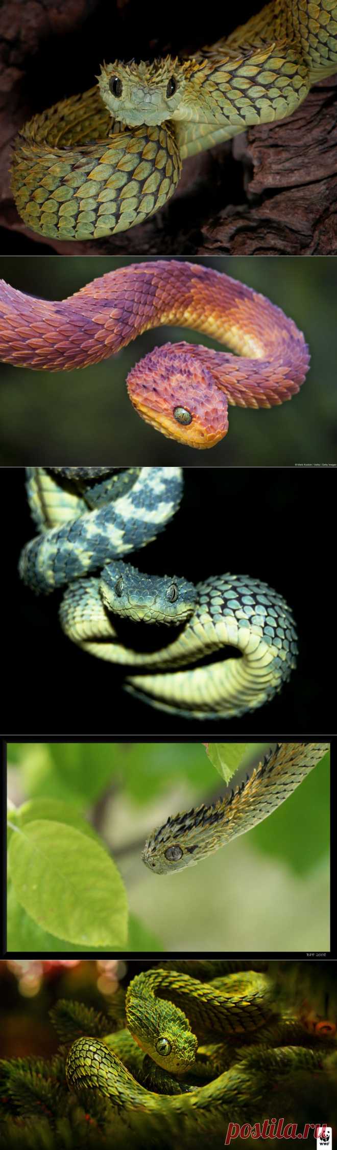 masterok: Африканский дракончик (Atheris)

ДРЕВЕ́СНЫЕ ГАДЮ́КИ (Atheris), род высших змей семейства гадюковых змей; включает несколько видов, распространенных в лесах Центральной Африки от Гвинеи до Уганды и к югу до Замбии. Они ведут древесный образ жизни, что отразилось в строении этих змей. У них стройное и ловкое тело, длиной около 60 см, голова треугольной формы с выраженным шейным перехватом. Лазанию способствуют напоминающая по форме мелкий лист сильно ребристая чешуя...