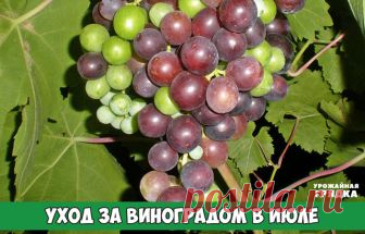 Уход за виноградом в июле

■ По мере роста ягод следим за нагрузкой растений урожаем. Если 
обнаружится перегрузка какого-то отдельного куста (растение 
останавливается в росте, при этом верхушка побега выпрямляется), 
уменьшаем количество гроздей на этом винограде примерно на 20%. Нужно 
помнить, что питательные вещества в первую очередь идут на созревание 
урожая и только после этого на вызревание лозы. 

■ После цветения возобновляем пасынкование кустов. Большие пасынки...