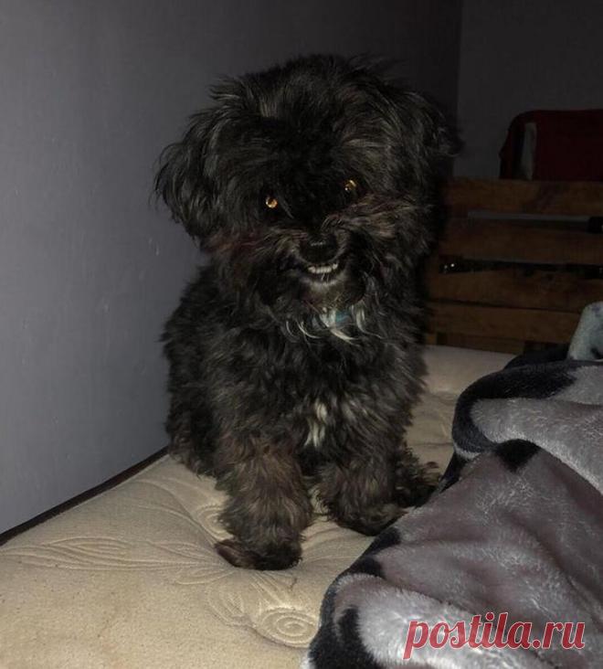 18 человек поделились смешными фотками своих питомцев