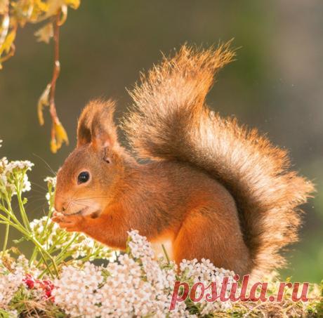 Новые фотографии бельчата.