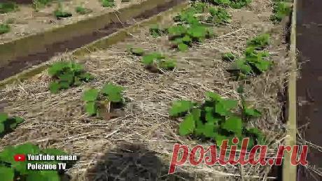 КЛУБНИКИ БУДЕТ В 10 РАЗ БОЛЬШЕ ЕСЛИ СДЕЛАТЬ ЭТО ВЕСНОЙ