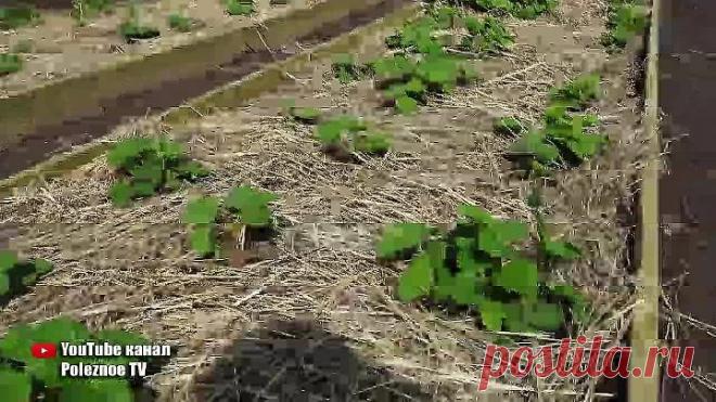 КЛУБНИКИ БУДЕТ В 10 РАЗ БОЛЬШЕ ЕСЛИ СДЕЛАТЬ ЭТО ВЕСНОЙ