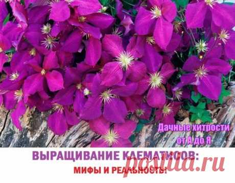 Выращивание клематисов