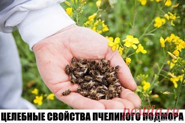 ЦЕЛЕБНЫЕ СВОЙСТВА ПЧЕЛИНОГО ПОДМОРА. МАГИЧЕСКАЯ ЭФФЕКТИВНОСТЬ