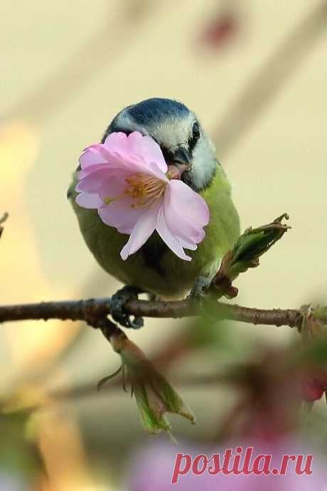 Pinterest