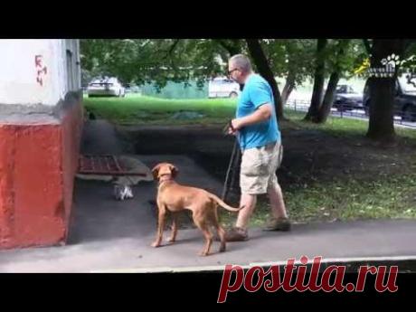 Как отучить собаку гонять кошек, дрессировка с электроошейником