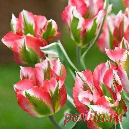 VIRIDIFLORA: ТЮЛЬПАНЫ