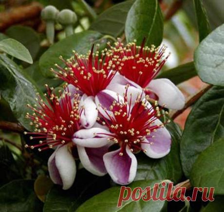 Полезная информация по выращиванию овощей, фруктов, и красивых растений!.