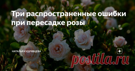 Три распространенные ошибки при пересадке розы Как правило, при посадке розы садоводы стараются подбирать подходящее место сразу, предпочтения этого достаточно капризного цветка.  Как говорит моя соседка, роза - это не капуста, она требует ухода. Хорошее, но не чрезмерное освещение, рыхлая, влагопроницаемая, питательная почва, регулярно удобряемая органикой, отсутствие близко залегающих грунтовых вод - вот, собственно, и все необходимые розе составляющие. Однако случается ...