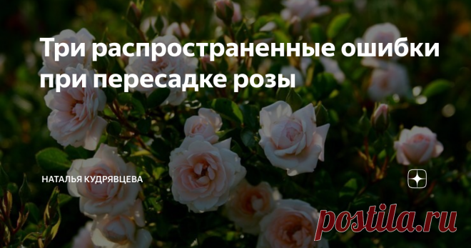 Три распространенные ошибки при пересадке розы Как правило, при посадке розы садоводы стараются подбирать подходящее место сразу, предпочтения этого достаточно капризного цветка.  Как говорит моя соседка, роза - это не капуста, она требует ухода. Хорошее, но не чрезмерное освещение, рыхлая, влагопроницаемая, питательная почва, регулярно удобряемая органикой, отсутствие близко залегающих грунтовых вод - вот, собственно, и все необходимые розе составляющие. Однако случается ...