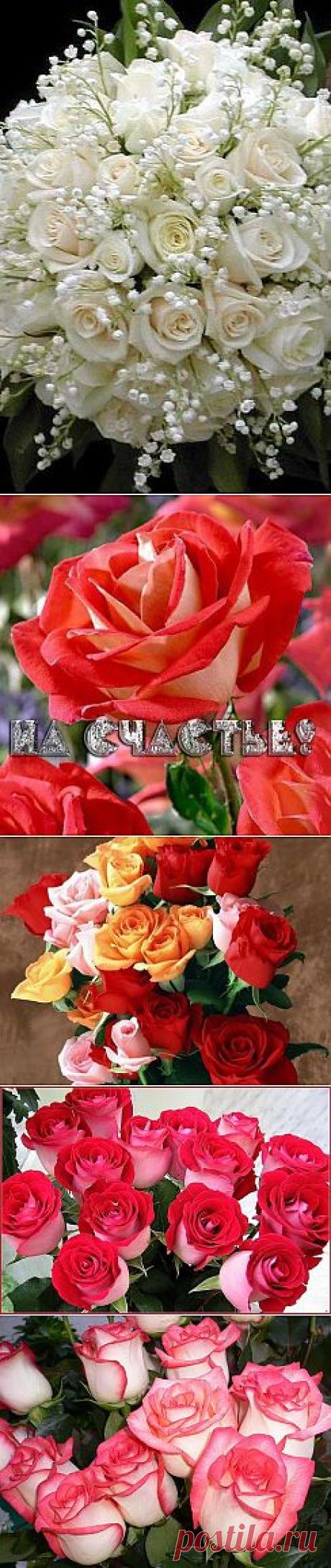 Одноклассники