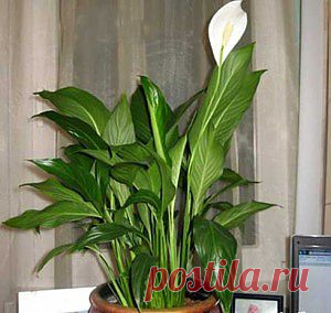 Какие комнатные растения приносят семейное счастье? Поверья и приметы | ЖЕНСКИЙ МИР