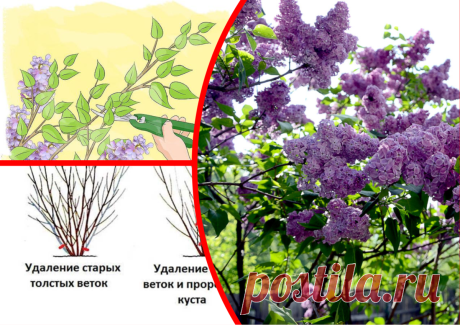 Июнь - единственное время, когда я обрезаю Сирень. Рассказываю, как из зарослей сделать декоративный куст | ДАЧКОМ: Дачный Комиссар | Яндекс Дзен