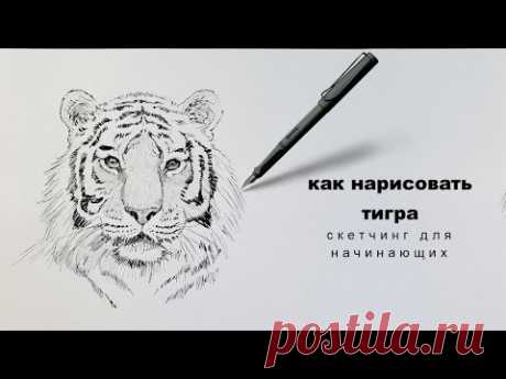 как нарисовать тигра как нарисовать тигра легко how to draw a tiger