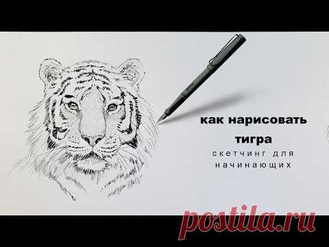 как нарисовать тигра как нарисовать тигра легко how to draw a tiger