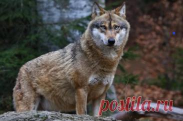 Дикие волки научились пользоваться рыболовной сетью Ученые описали первый известный случай использования орудий труда дикими волками. Животные, обитающие в Британской Колумбии (Канада), научились пользоваться рыболовными сетями.Ранее местные жители стали жаловаться, что кто-то регулярно портит их ловушки для крабов. Их устанавливали, чтобы...