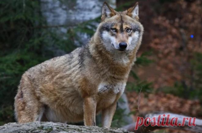 Дикие волки научились пользоваться рыболовной сетью Ученые описали первый известный случай использования орудий труда дикими волками. Животные, обитающие в Британской Колумбии (Канада), научились пользоваться рыболовными сетями.Ранее местные жители стали жаловаться, что кто-то регулярно портит их ловушки для крабов. Их устанавливали, чтобы...