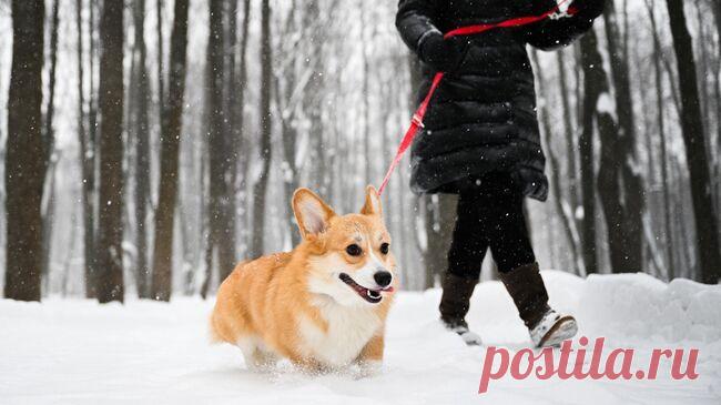 Правительство поддержало идею возбуждать дела за плохое содержание животных