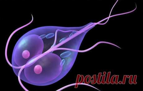 25 эффективных рецептов народной медицины – как избавиться от лямблий в организме ЛЯМБЛИОЗ — широко распространенное протозойное заболевание, течение которого может варьировать от субклинической до тяжелой формы и возникает вследствие поражения лямблиями тонкого кишечника и печени. У человека паразитирует один вид лямблий — L. intestinalis. Как избавиться