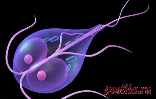 25 эффективных рецептов народной медицины – как избавиться от лямблий в организме ЛЯМБЛИОЗ — широко распространенное протозойное заболевание, течение которого может варьировать от субклинической до тяжелой формы и возникает вследствие поражения лямблиями тонкого кишечника и печени. У человека паразитирует один вид лямблий — L. intestinalis. Как избавиться