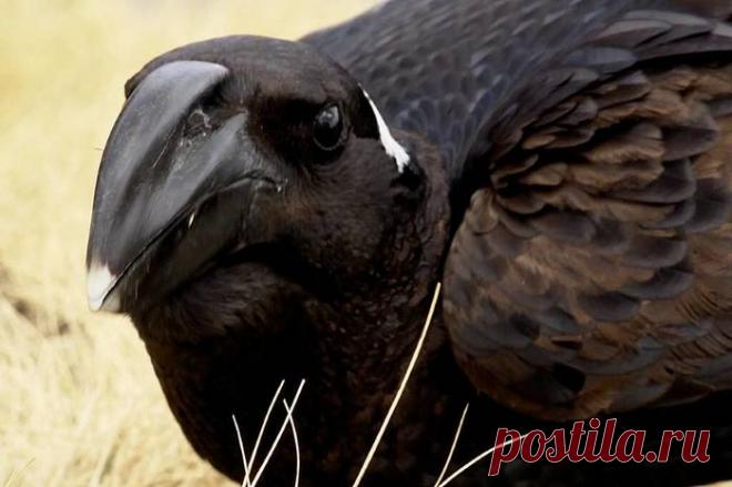 Как живёт бронзовый ворон — крупный пернатый с мощным клювом и громким голосом.