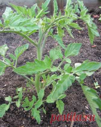 Способ выращивания помидоров | 6 соток