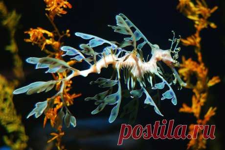 Десять самых необычных океанских рыб • НОВОСТИ В ФОТОГРАФИЯХ.  Рыба-тряпичник.