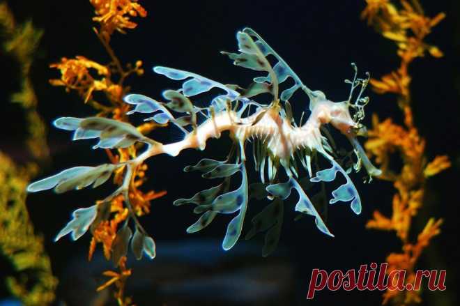 Десять самых необычных океанских рыб • НОВОСТИ В ФОТОГРАФИЯХ.  Рыба-тряпичник.