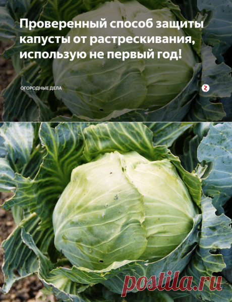 Проверенный способ защиты капусты от растрескивания, использую не первый год! | Огородные дела | Яндекс Дзен