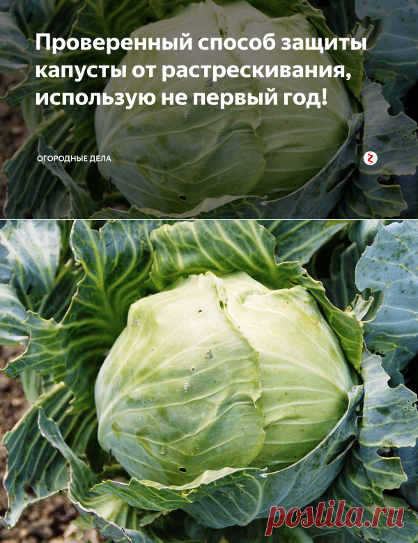 Проверенный способ защиты капусты от растрескивания, использую не первый год! | Огородные дела | Яндекс Дзен