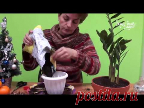 Растение в подарок Долларовое дерево. Сайт &quot;Садовый мир&quot; - YouTube