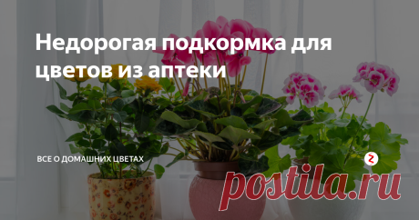 Недорогая подкормка для цветов из аптеки