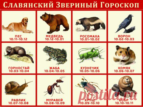 Белый филин — символ Нового 2015 года