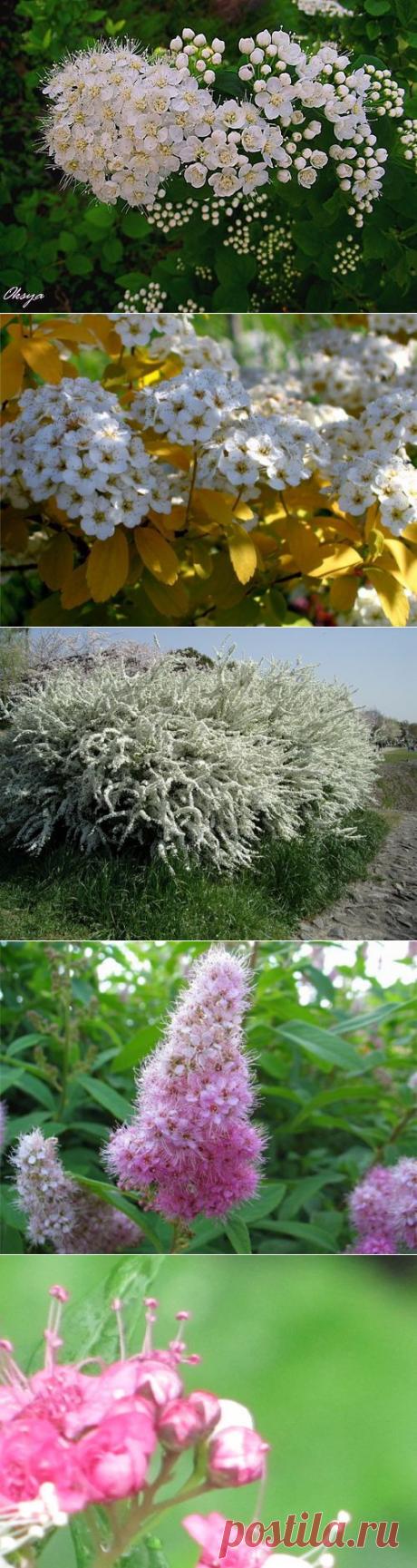 СПИРЕЯ. СОРТА. | Самоцветик