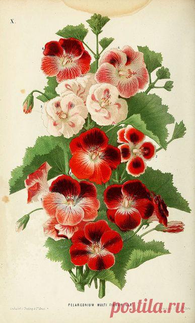 Найдено на сайте flickr.com.