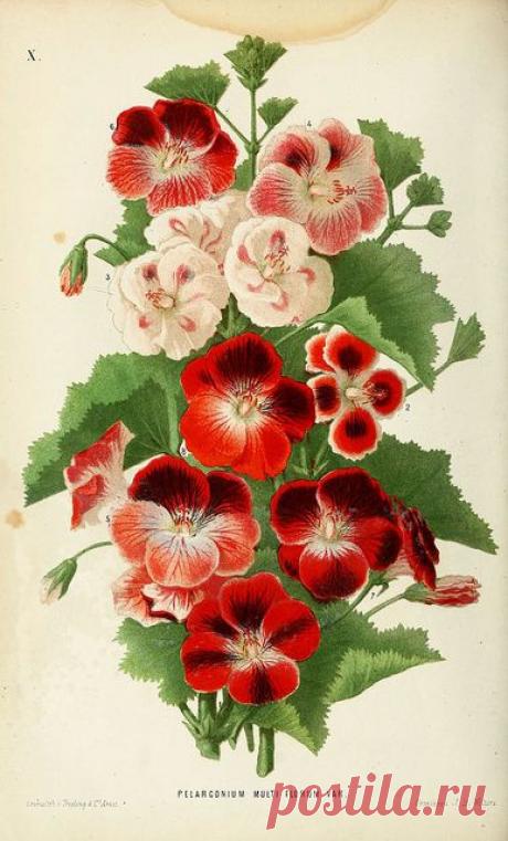 Найдено на сайте flickr.com.