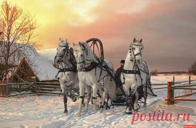 Фото: Тройка. Фотолюбитель Алексей Афонин. Компьютерная обработка. Фотосайт Расфокус.ру