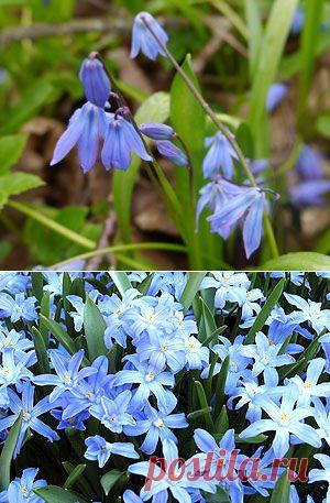 Выбор растений для газонов и цветников по временам года.