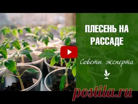 Плесень на рассаде 🌱 Три самых эффективных способа борьбы с плесенью❗ Сад огород с ХитсадТВ. - YouTube