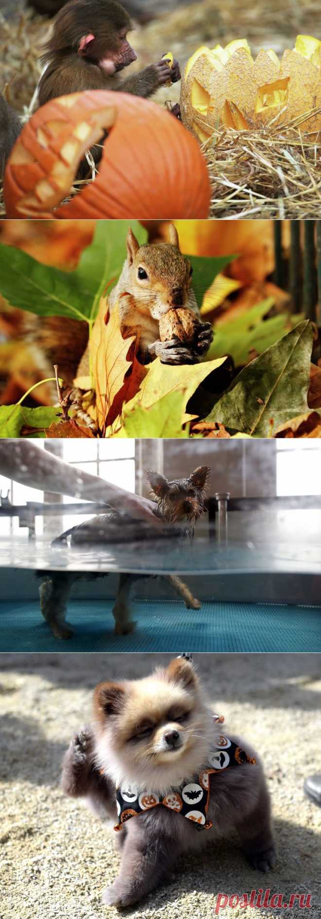 Гидротерапия для собак и другие "звериные новости" | РИА Новости