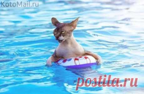 Курортный отдых | KotoMail.ru