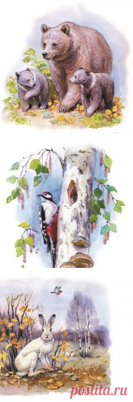 Сообщество иллюстраторов / Участники / Инна