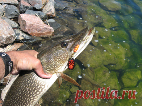 ТОП-5 самых уловистых вертушек на щуку!