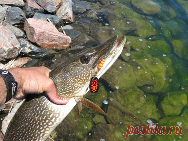 ТОП-5 самых уловистых вертушек на щуку!