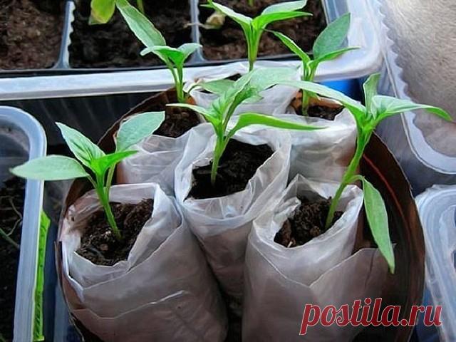 Рассада в улитках и пеленках – экономия места и грунта
Каждую весну поклонники сельского хозяйства загромождают свои квартиры ящиками с рассадой. Они занимают подоконники, стеллажи и все доступные горизонтальные поверхности, требуют бесконечного полива и часто, с помощью детей и домашних животных, оказываются на полу. Сторонники современного способа посадки семян в улитках решили большинство этих проблем, но приобрели взамен парочку других.



Что такое пеленки и улитки дл...