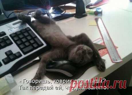 Порция милых котиков