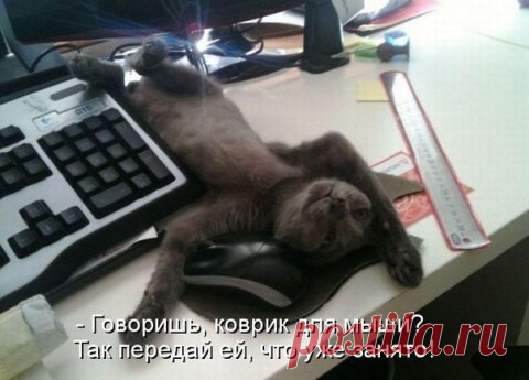 Порция милых котиков