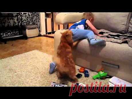 Кот играет с ребенком | NosKurnos.ru