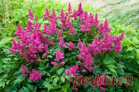 15 многолетников, которые цветут все лето-Астильба – влаголюбивая красавица